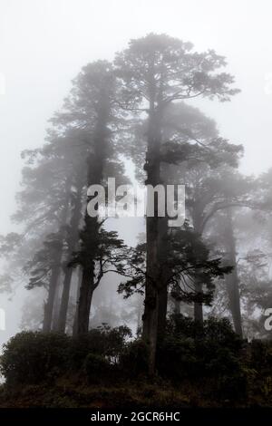 Bäume, die in den Bergen bhutans in einer Höhe von 3000 Metern von Nebel umhüllt sind. Gefangen am Druk Wangyal Memorial am Dochula Pass, Bhutan. Auf dem Stockfoto