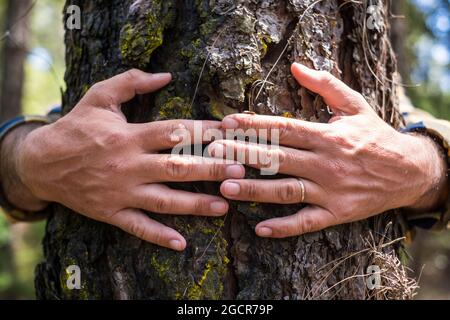 Nahaufnahme von alten Menschenhänden, die eine Kiefer im Wald umarmen - Menschen und Umwelt retten den Planeten kein Entwaldungskonzept Lifestyle-Rechte - helfen Stockfoto