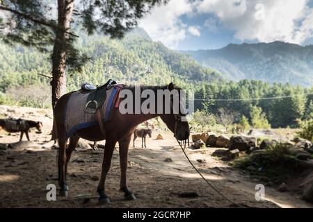 Esel, der Touristen zum Berg am Bhutan Tiger Nest trägt. Gekuppelter Esel auf dem Wanderweg zum Tigernest in Bhutan, Himalaya. Blaue s Stockfoto