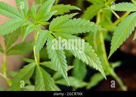 Nahaufnahme junger Hanfbaum (Cannabis sativa), Hanfbaum, der in der Textilindustrie verwendet wird Stockfoto