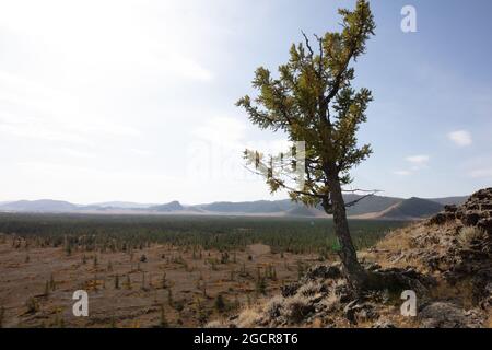 Ein einzelner Barre-Baum und steinerner Boden in der Nähe des erloschenen Vulkans Khorgo . Die karge aber schöne Landschaft der zentralen Mongolei im Herbst unter Blue sk Stockfoto