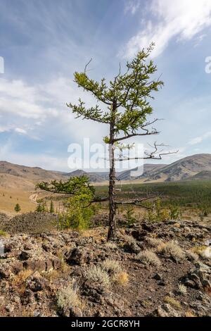 Ein einzelner Barre-Baum und steinerner Boden in der Nähe des erloschenen Vulkans Khorgo . Die karge aber schöne Landschaft der zentralen Mongolei im Herbst unter Blue sk Stockfoto