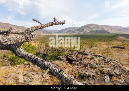 Ein einzelner Barre-Baum und steinerner Boden in der Nähe des erloschenen Vulkans Khorgo . Die karge aber schöne Landschaft der zentralen Mongolei im Herbst unter Blue sk Stockfoto