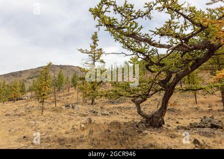 Ein einzelner Barre-Baum und steinerner Boden in der Nähe des erloschenen Vulkans Khorgo . Die karge aber schöne Landschaft der zentralen Mongolei im Herbst unter Blue sk Stockfoto