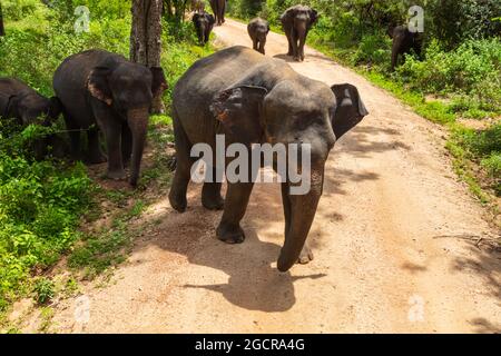 Freie wilde Elefanten im Nationalpark Minniya, Sri Lanka. Elefantenherde, die über einen nicht versiegelten Pfad geht, bevor sie im Busch der ra zurückwandern Stockfoto