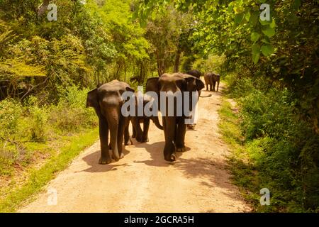 Freie wilde Elefanten im Nationalpark Minniya, Sri Lanka. Elefantenherde, die über einen nicht versiegelten Pfad geht, bevor sie im Busch der ra zurückwandern Stockfoto