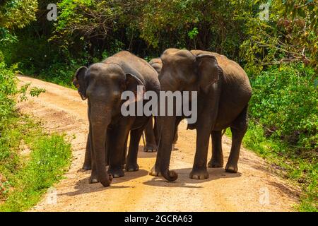 Freie wilde Elefanten im Nationalpark Minniya, Sri Lanka. Elefantenherde, die über einen nicht versiegelten Pfad geht, bevor sie im Busch der ra zurückwandern Stockfoto