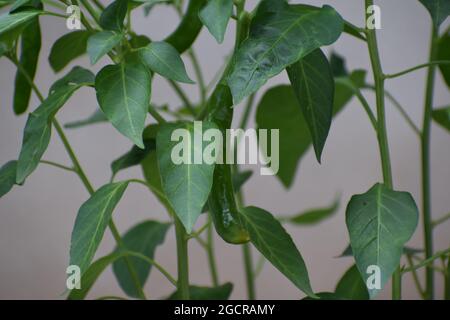 Gereifte Chiliplanze mit grünem Chilli ernten durch die grünen Blätter Stockfoto