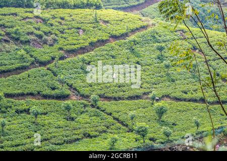 Tea Estate in Nuwara Eliya Sri Lanka Stockfoto