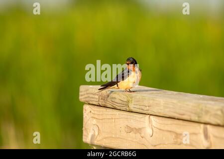 Die Schwalbe (Hirundo rustica), ein erwachsener Vogel, der auf einem Geländer sitzt Stockfoto