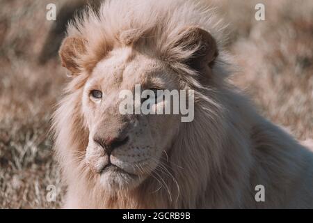 Nahaufnahme des afrikanischen Weißen Löwen Stockfoto