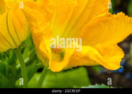 Schöne gelbe Blüten auf einer Zucchini-Zucchini-Pflanze (Cucurbita pepo subsp. Pepo) Stockfoto