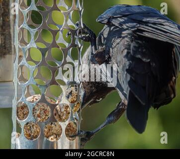 Nahaufnahme einer Jackdaw (Corvus monedula), die sich vom Futterhäuschen aus auf den Fettball ernährt Stockfoto