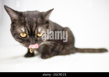 Schwarz liebenswert Kätzchen auf weißem Hintergrund sieht neugierig um. Kleines schwarzes Kätzchen mit runden gelben Augen. Nahaufnahme eines jungen Katzen Stockfoto