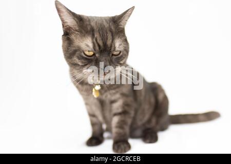 Schwarz liebenswert Kätzchen auf weißem Hintergrund sieht neugierig um. Kleines schwarzes Kätzchen mit runden gelben Augen. Nahaufnahme eines jungen Katzen Stockfoto