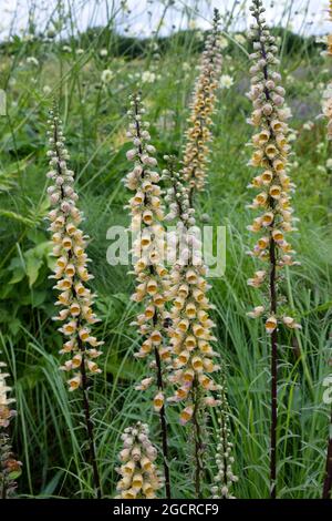 Aprikosenfarbene Sommerblumen von Digitalis ferruginea Rusty Foxglove Summer UK Juli Stockfoto