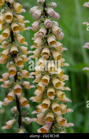 Aprikosenfarbene Sommerblumen von Digitalis ferruginea Rusty Foxglove Summer UK Juli Stockfoto