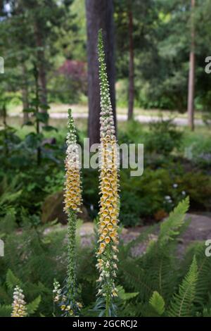 Aprikosenfarbene Sommerblumen von Digitalis ferruginea Rusty Foxglove Summer UK Juli Stockfoto