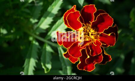 Einzelne Ringelblume, Nahaufnahme. Makrofoto einer roten Blume. Das französische Ringelblume, das Tagetes patula, ist eine blühende Pflanze im Gänseblümchen fa Stockfoto