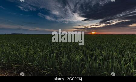 Sonnenaufgang auf einem Reisfeld in Kuala Selangor, Malaysia. Die Sonne geht hinter einem Reisfeld auf. Panoramafild eines Sonnenaufgangs, mit dem grünen Kornfeld oder Stockfoto