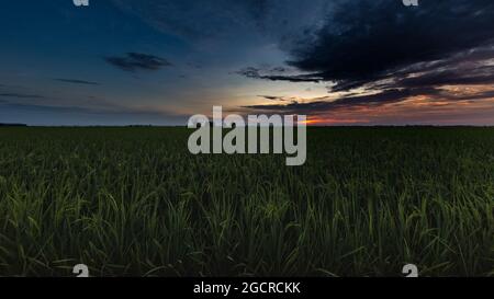 Sonnenaufgang auf einem Reisfeld in Kuala Selangor, Malaysia. Die Sonne geht hinter einem Reisfeld auf. Panoramafild eines Sonnenaufgangs, mit dem grünen Kornfeld oder Stockfoto