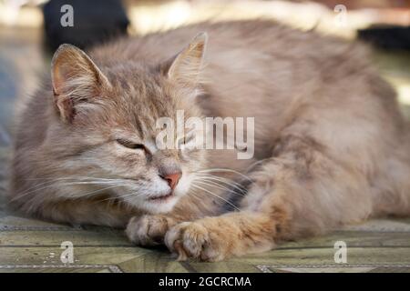 Ausgezüchtete flauschige Katze dötzt. Porträt einer grauen Katze. Stockfoto