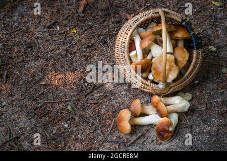 Voller Weidenkorb von Boletus Edulis im Wald. Pilzkorb im Wald im Herbst. Niemand Stockfoto