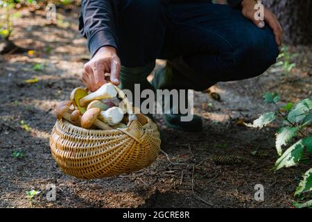 Hand hält Boltetus edulis neben vollen Weidenkorb von Pilzen im Wald. Saison der Pilzernte im Wald im Herbst. Stockfoto