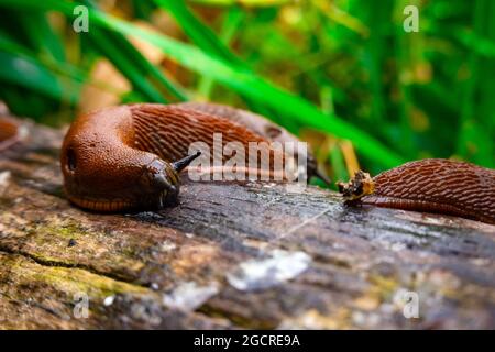 Nahaufnahme der gemeinen braunen spanischen Schnecke auf Holzbalken draußen. Große schleimige braune Schneckenschnecken krabbeln im Garten Stockfoto