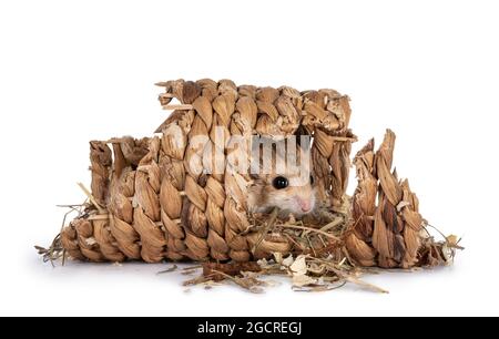 Niedliche, fette Schwanzgerbil versteckt sich im Rotan-Tunnel und blickt auf die Kamera. Isoliert auf weißem Hintergrund. Stockfoto