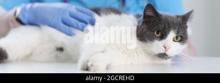 Tierarzt in Schutzhandschuhen streichelte Hauskatze in der Klinik Stockfoto