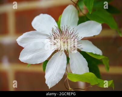 Schöne weiße asiatische virginsbower Kletterer in voller Sommerblüte Stockfoto