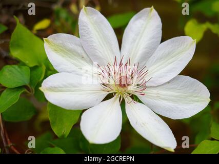 Schöne weiße asiatische virginsbower Kletterer in voller Sommerblüte Stockfoto