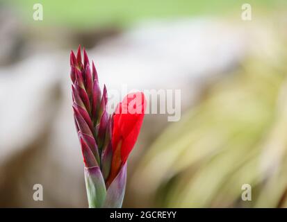 Im Frühsommer erscheint eine rote Knospe der Canna-Blüte Stockfoto