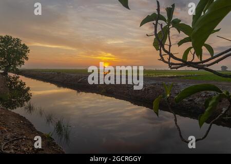 Sonnenaufgang auf einem Reisfeld. Reispflanzen noch sehr klein. Regenwolken am Himmel. Himmel spiegelt sich im Wasserversorgungskanal. Die Blätter eines Baumes Stockfoto