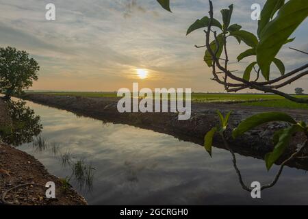 Sonnenaufgang auf einem Reisfeld. Reispflanzen noch sehr klein. Regenwolken am Himmel. Himmel spiegelt sich im Wasserversorgungskanal. Die Blätter eines Baumes Stockfoto