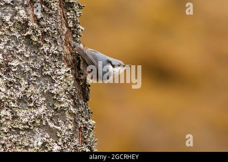 Schöner kleiner singvögel, Eurasischer Nuthatch (Sitta europaea), der auf einem Baumstamm in estnischer Natur klettert Stockfoto