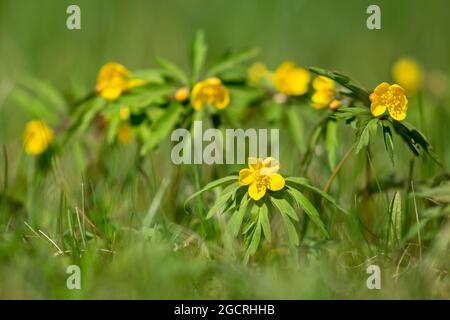 Gelber Wald Anemone, Anemonoides ranunculoides blühen an einem sonnigen Frühlingstag in estnischer Natur Stockfoto