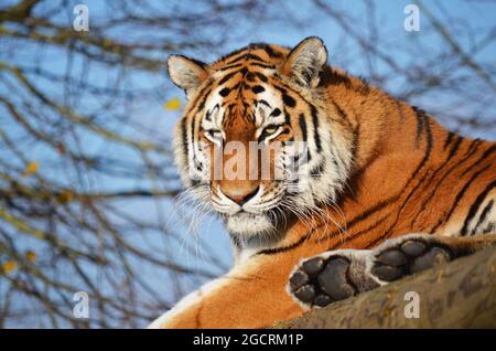 Tigerin (Panthera tigris) Stockfoto