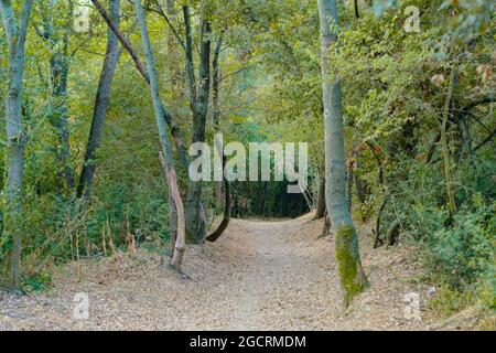 Schotterstraße für Outdoor-Sportarten durch den Wald auf einem frühen Herbstwald Stockfoto