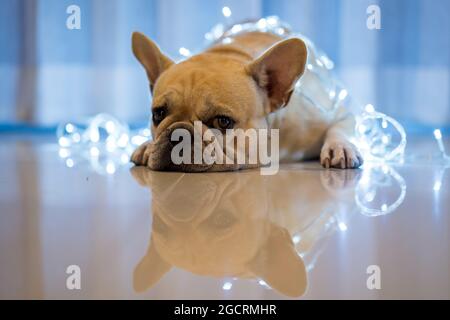 Niedliche französische Bulldogge, die auf dem Boden liegt, mit Weihnachtslichtern darauf Stockfoto