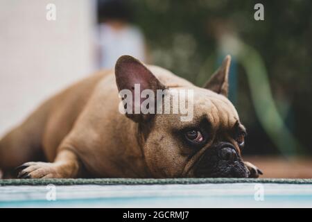 Niedliche traurige französische Bulldogge, die auf einer Matte liegt Stockfoto