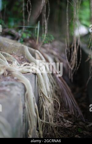 Eine lange Wurzel aus tropischem Baum, die sich bis zur Rinne ausbreit Stockfoto