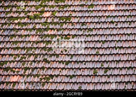 Nahaufnahme von Moos, das an einem regnerischen Sommertag in Deutschland auf einem Dach wächst. Stockfoto