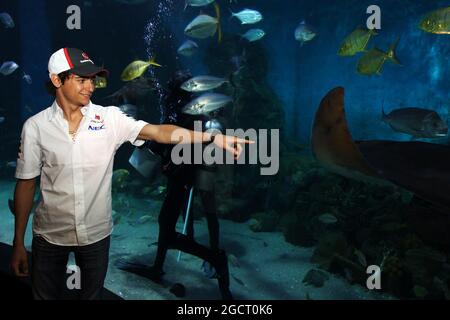 Esteban Gutierrez (MEX) sauber im Melbourne Aquarium. Großer Preis von Australien, Mittwoch, 13. März 2013. Albert Park, Melbourne, Australien. Stockfoto