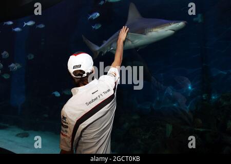 Esteban Gutierrez (MEX) sauber im Melbourne Aquarium. Großer Preis von Australien, Mittwoch, 13. März 2013. Albert Park, Melbourne, Australien. Stockfoto