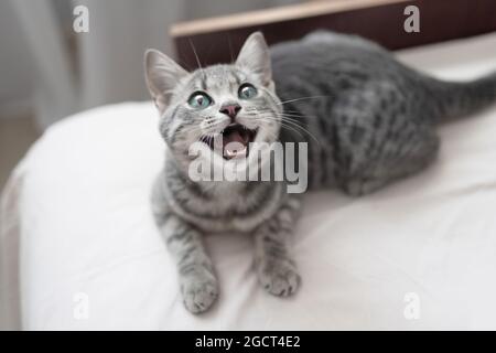 Flauschige Kätzchen entspannen sich auf einer weißen Decke. Entzückende graue Katze liegt auf dem Bett. Eine kleine, gestromte graue Katze ruht im Zimmer. Sieht mit ausdrucksstarkem niedlichem E aus Stockfoto