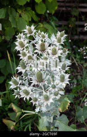 Riesenmeerolly, Eryngium giganteum 'Silver Ghost', Apiaceae. Kaukasus und Iran, Westasien. Stockfoto