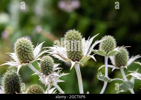 Riesenmeerolly, Eryngium giganteum 'Silver Ghost', Apiaceae. Kaukasus und Iran, Westasien. Stockfoto