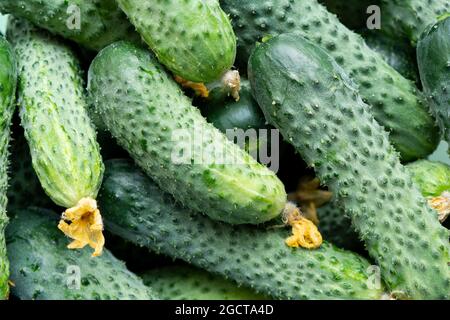 Frische Gurken Hintergrundtextur. Gurken ernten. Gurkenmuster. Stockfoto